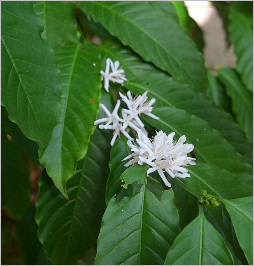 Farm-coffee flowers